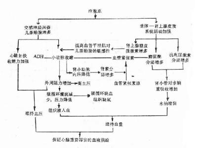 考察材料主要特点简介 应激反应:应激反应-简介,应激反应-主要特点_应激反应