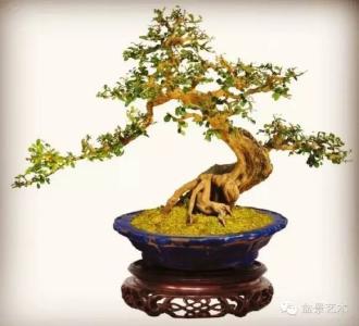 九里香盆景修剪视频 九里香盆景●修剪过程
