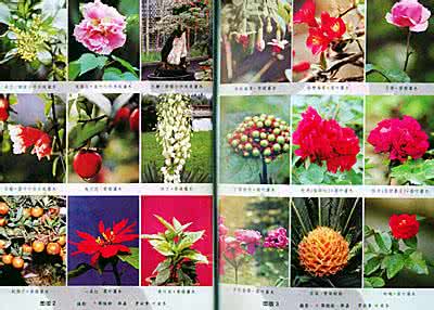 花卉施肥管理手册 花卉全年管理手册