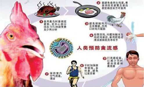 h7n9禽流感进入高发期 h7n9禽流感 禽流感如何进入人体