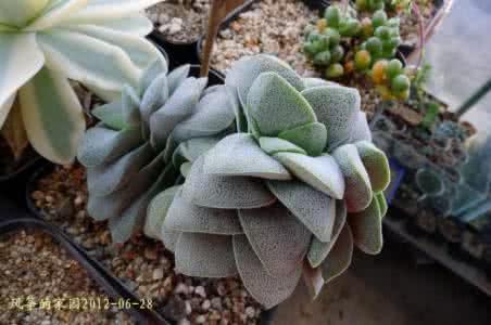 tecta 小夜衣(Crassula tecta)的基本养护