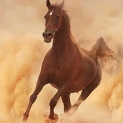 六月属马女人性格 属马的几月出生最好 属马性格 属马的几月出生最好