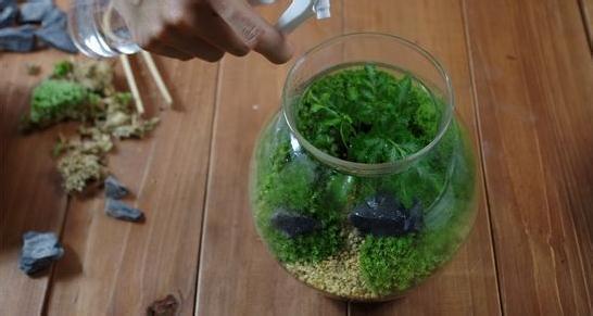 苔藓盆景的制作步骤 盆景苔藓制作图解