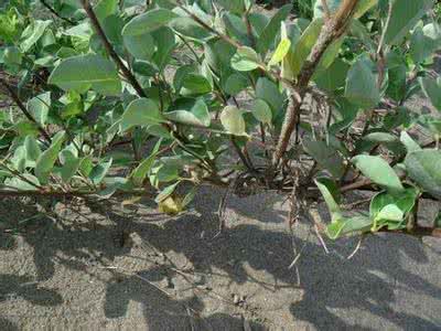 匍匐前进的动作要领 匍匐（生根）的