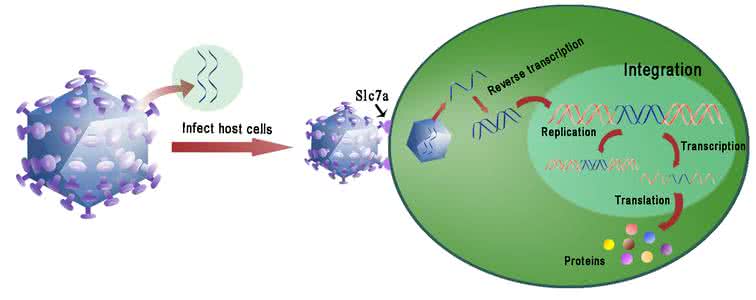 反转录病毒感染的原因 逆转录病毒感染