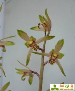 兰花浇水的正确方法 也谈兰花的浇水问题