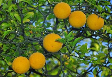 淮南为橘 淮北为枳 淮南橘，淮北枳