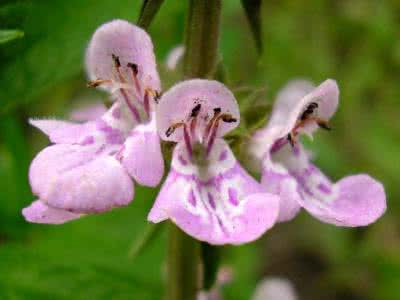 唇形科常见植物图片 唇形科