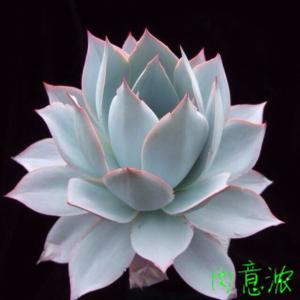 广寒宫多肉植物介绍 广寒宫多肉植物