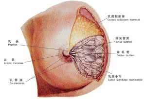 乳腺囊肿可以喂奶吗 一般有乳腺囊肿能喂奶吗