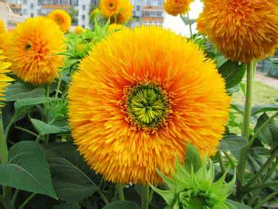 菊花茶的功效与作用 葵与菊