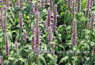 什么花的花语是纯洁 牛膝草的花语:洁净、干净、纯洁