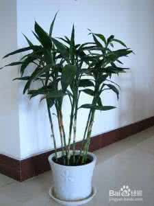 植物毒素 植物毒素 屋里放什么植物能吸毒素