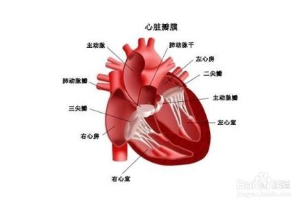 心脏供血不足的药物 日常养生 心脏供血不足怎么吃