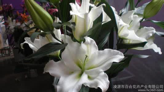 百合种球什么时候种 百合球适合什么时候种？