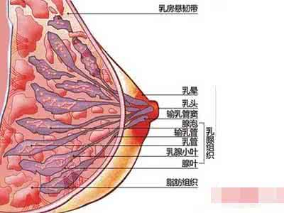 女性乳房邪恶动态图 图解：女性乳房“勃起”过程图