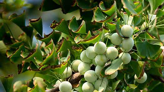 银杏果有毒吗 银杏果有毒吗 银杏果虽好 但有毒不可多吃