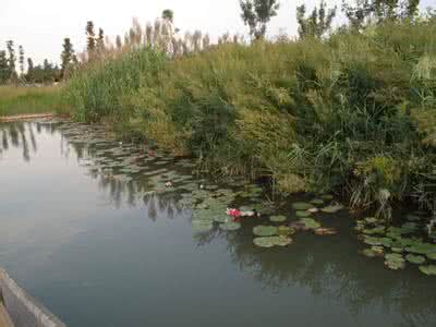 慈溪美景物业公司招聘 慈溪美景物业公司招聘 拍河岸美景，试试这几招