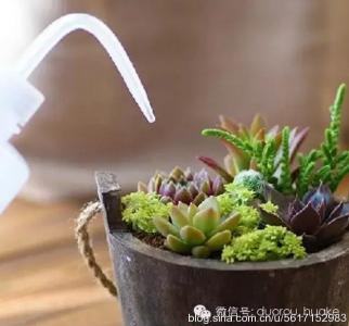 多肉植物怎么浇水 多肉植物浇水 多肉浇水怎么浇 多肉植物怎么浇水