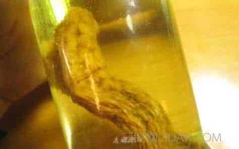 天麻可以泡酒喝吗 天麻可以泡酒喝吗 三叶青能泡酒喝吗