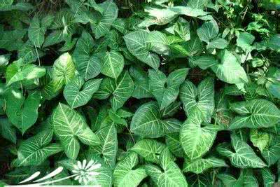 合果芋 合果芋怎样保持株形优美
