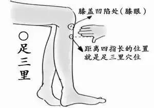 提高机体免疫力 足三里穴：调节机体免疫力、补中益气！
