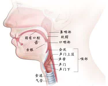 鱼骨鲠喉 鱼骨鲠喉即愈方