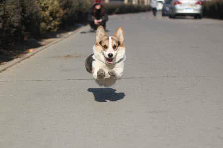 柯基小短腿 会贴地飞行的小短腿,说的就是柯基!