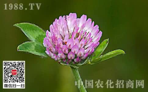 红三叶的小叶 红三叶的花语