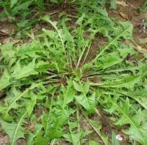 十种野菜是癌的克星 田间地头的这种野菜，是多种炎症的“克星”（附9个验方）