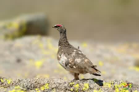 岩雷鸟眼镜 岩雷鸟