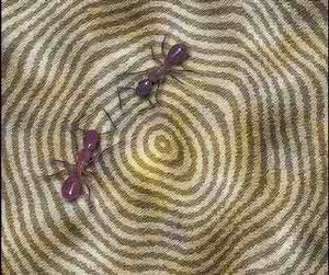 年轮 年轮气候学