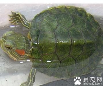 巴西龟冬眠需要水吗 巴西龟冬眠吗 巴西龟冬眠需要水吗