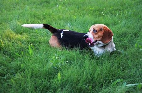 比格犬拉肚子怎么办 比格犬拉稀怎么办