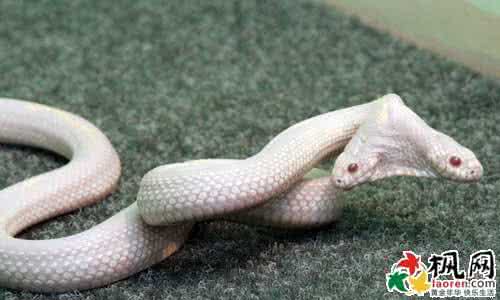 孕妇梦见大蟒蛇 怀孕梦见大蟒蛇 孕妇梦见蟒蛇_怀孕梦见大蟒蛇