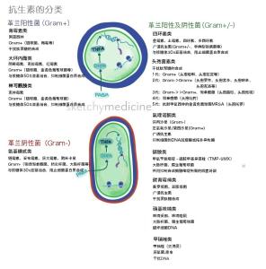 抗生素的分类及特点 图解：抗生素分类及其特点