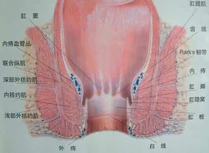 梦见蛔虫从肛门拉出来 肛门 梦见肛门_肛门