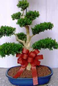 柳树盆景 柳树盆景-培养造型