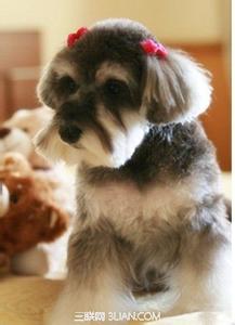 雪纳瑞的造型 雪纳瑞犀利的双辫造型