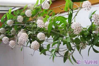 球兰的花语 花语大全：球兰的花语