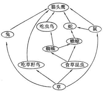 食物网中生物数量变化 一种食物网中某种生物的变化对其他生物影响的分析方法