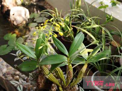 兰花病虫害防治 西兰花主要病虫害防治 兰花的主要虫害