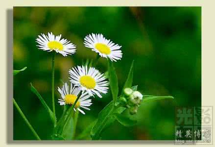 山林子自然智慧诗 谈人生就像赛马86---山林子自然智慧心语