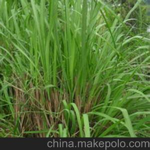香茅草盆栽栽培技巧 香茅草栽培 香茅的栽培技术