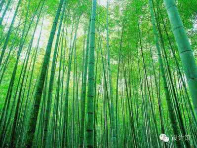 农村房前屋后种树风水 门前种什么树风水好，住在农村一定要知道！