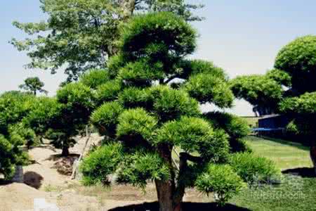 罗汉松的造型方法图片 罗汉松的种植和造型（图）