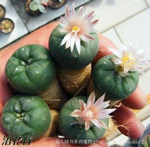 太岁也可以养活 太岁也可以养活 水仙怎么养 教你轻松养活水仙