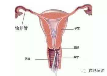 女人的各种b的形状 探究女人的阴道有几种形状