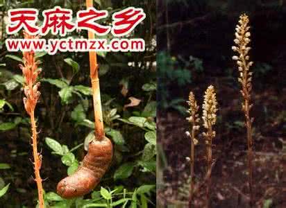 如何识别野生天麻 野生天麻 如何识别野生天麻？