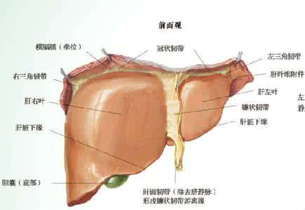 肝脏病变有什么症状 肝脏不知痛,病变易忽视!